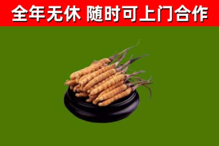 海口市烟酒回收冬虫夏草.jpg